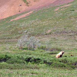 Denali National Park Braunbär