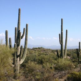 USA Wüstenkaktus Kaktus Figur Statue Skulptur Wüste Saloon Arizona Künstlicher 
