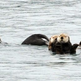 Prince William Sound Seeotter