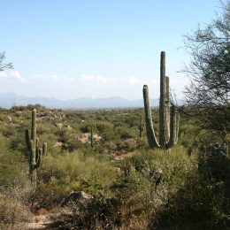 Kaktus Scheibengardine 10 Breiten Amerika Arizona Wüste Kinderzimmer Kakteen NEU