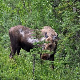 Denali National Park Moose