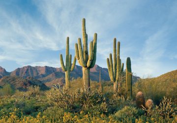Arizona: Fantastische Naturwunder und grandiose Schluchten