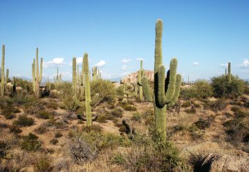Saguaro National Park: Im Zeichen des Kaktus