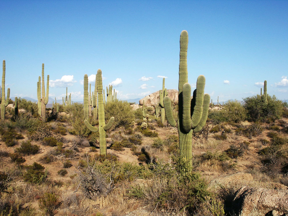 Kaktus Scheibengardine 10 Breiten Amerika Arizona Wüste Kinderzimmer Kakteen NEU