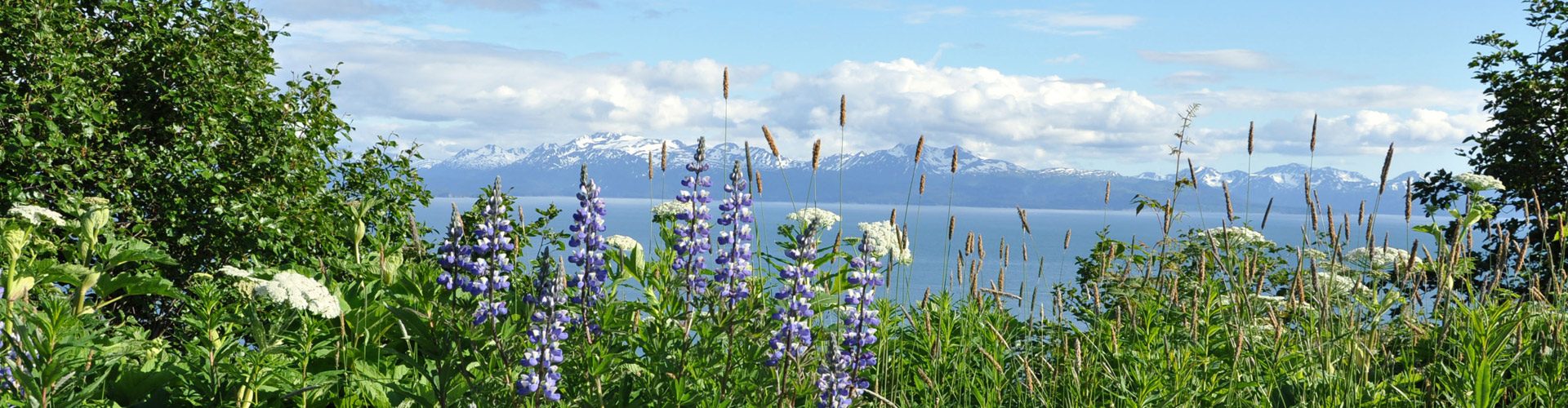 Cook Inlet bei Homer, Alaska - Blick auf die Alaska Range