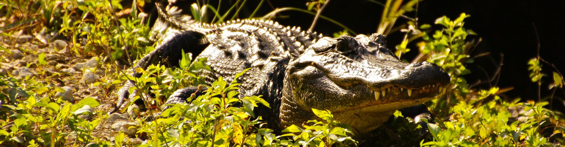 Alligator im Everglades National Park, Florida