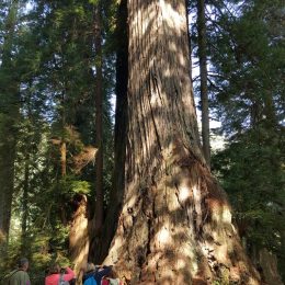 Gigantische Redwoods